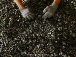 United Tractors Gencar Bor, Suntik Rp23,8 Miliar untuk Eksplorasi Nikel dan Emas