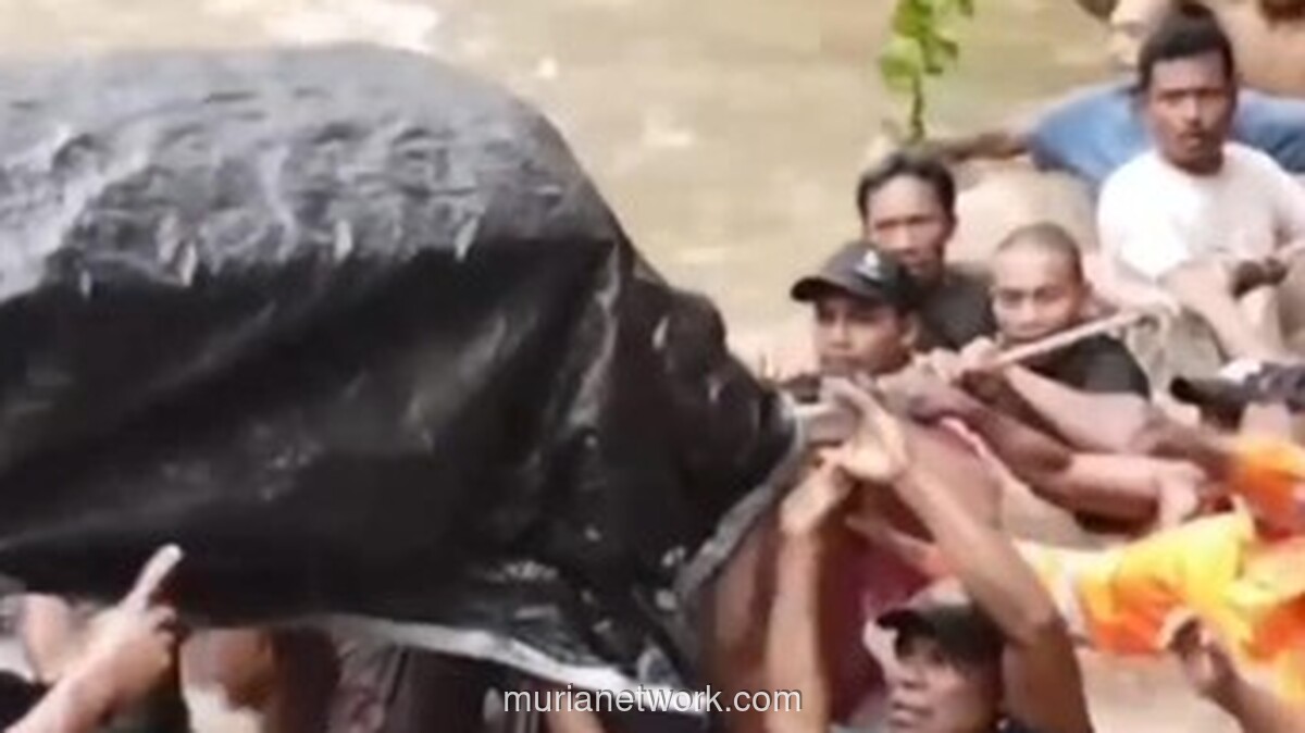 Warga Halmahera Utara Gotong Jenazah Seberangi Sungai Usai Jembatan Hanyut