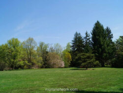 Rumput Liar di Sela Paving: Pelajaran Ketangguhan yang Terlupakan