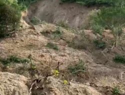 Kopi Aceh Terancam, 35 Ribu Hektar Kebun Hancur Diterjang Bencana