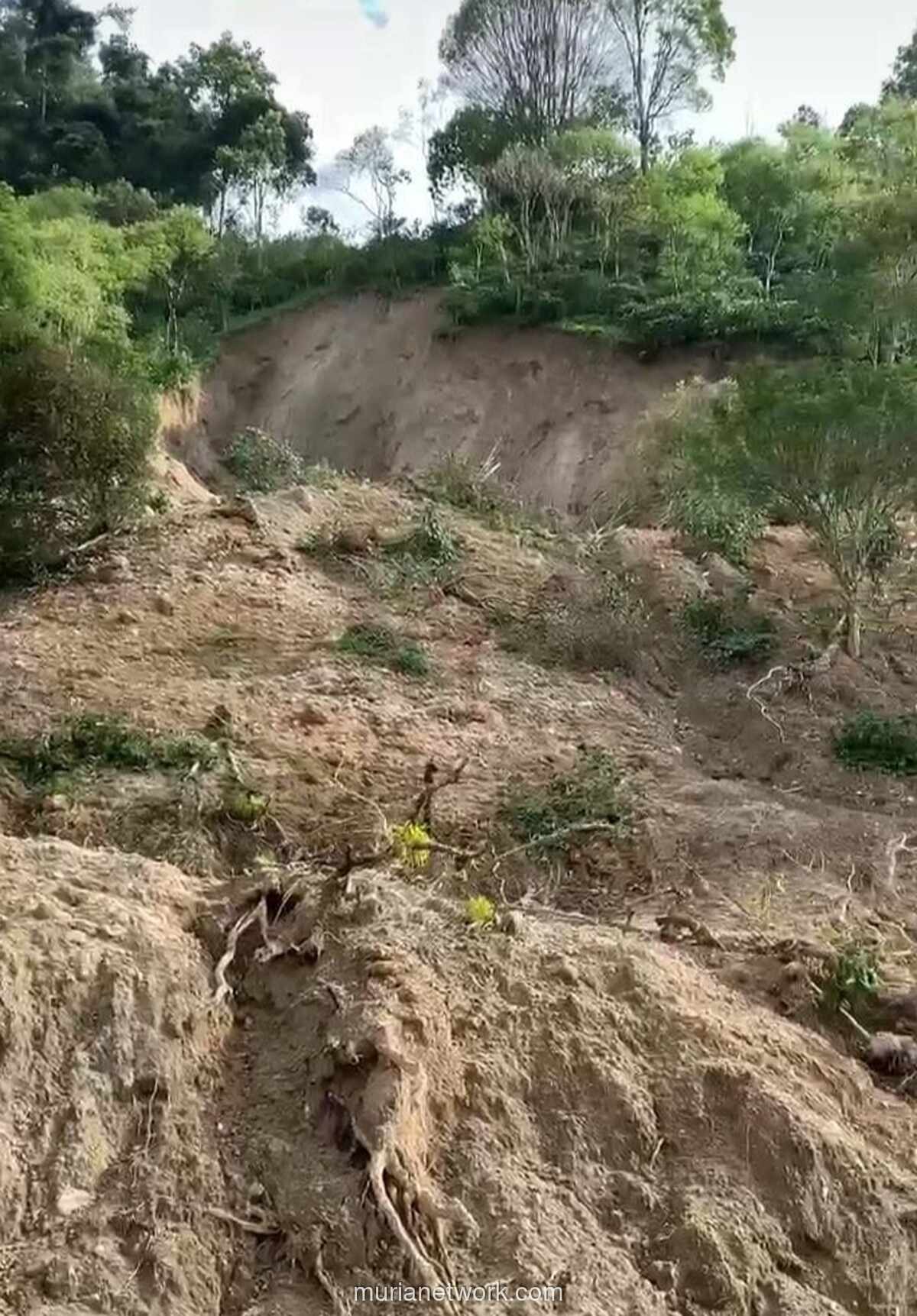 Kopi Aceh Terancam, 35 Ribu Hektar Kebun Hancur Diterjang Bencana