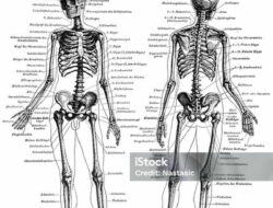 Kesadaran Seorang Mahasiswa Kesehatan: Tulang Bukan Sekadar Daftar Hafalan