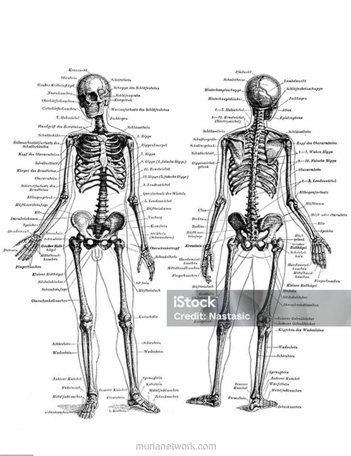 Kesadaran Seorang Mahasiswa Kesehatan: Tulang Bukan Sekadar Daftar Hafalan