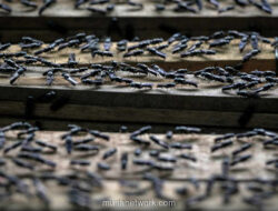 Serbuan Lalat di Kintamani: Dilema Pupuk Mentah dan Pariwisata Bali