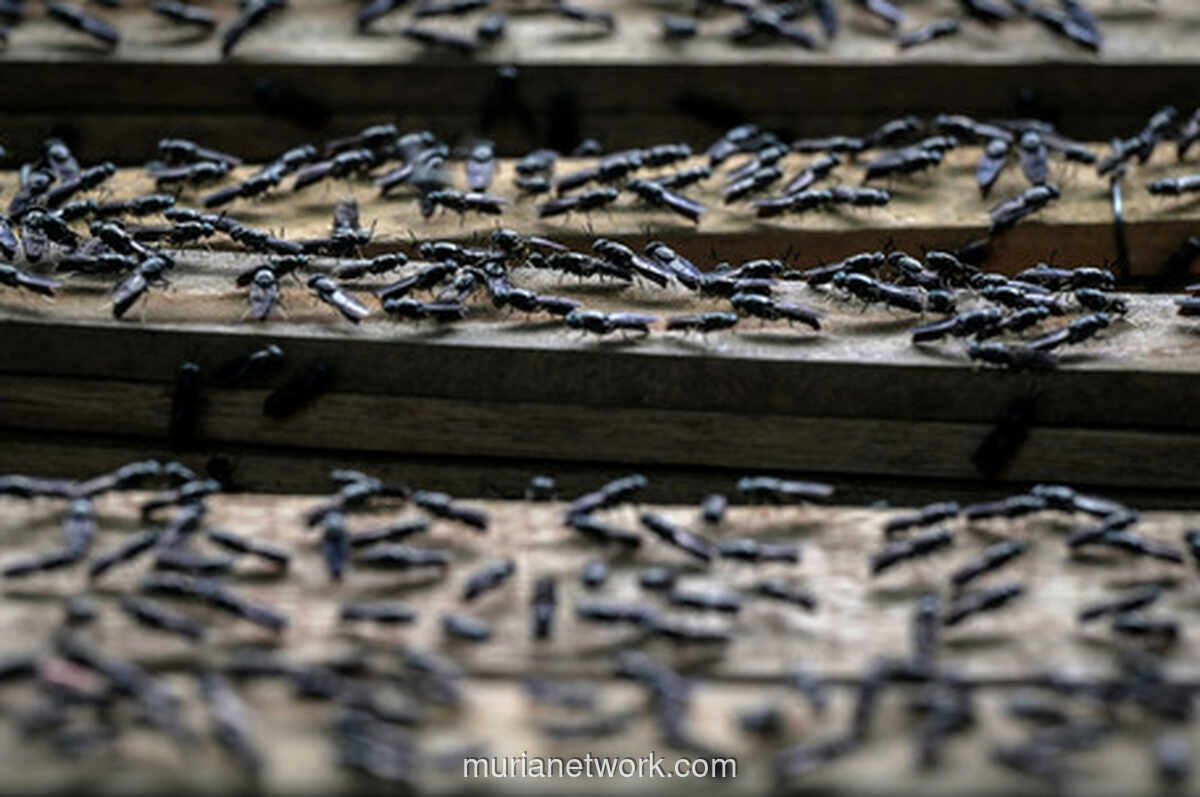 Serbuan Lalat di Kintamani: Dilema Pupuk Mentah dan Pariwisata Bali