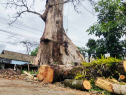 Randu Alas Raksasa di Magelang: Dipertahankan atau Ditebang demi Keselamatan?