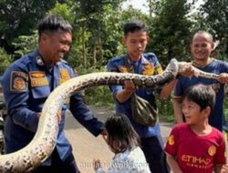 Ular Sanca Tiga Meter Diusir dari Saluran Pabrik Ayam Pakai Deterjen