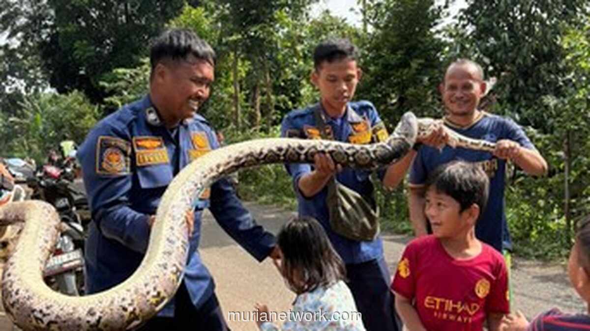 Ular Sanca Tiga Meter Diusir dari Saluran Pabrik Ayam Pakai Deterjen
