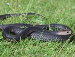 Remaja Sukoharjo Digigit Kobra yang Diduga Numpang Paket Belanja Online