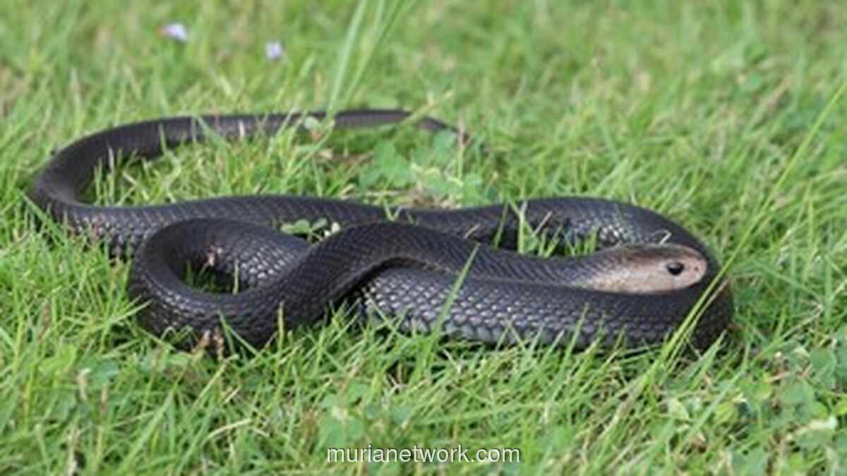 Remaja Sukoharjo Digigit Kobra yang Diduga Numpang Paket Belanja Online