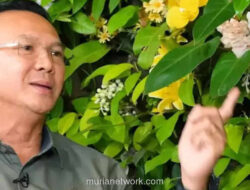 Ahok Bongkar Motif di Balik Wacana Pilkada Lewat DPRD: Ini Pasar Gelap Politik!