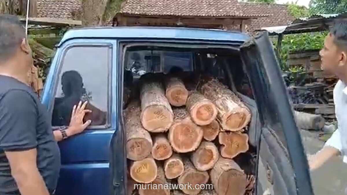 Polisi Ringkus Dua Pelaku Penebangan Liar Jati di Ngawi, Sita Ratusan Gelondongan