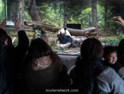 Haru di Ueno Zoo: Panda Pulang, Diplomasi Memudar