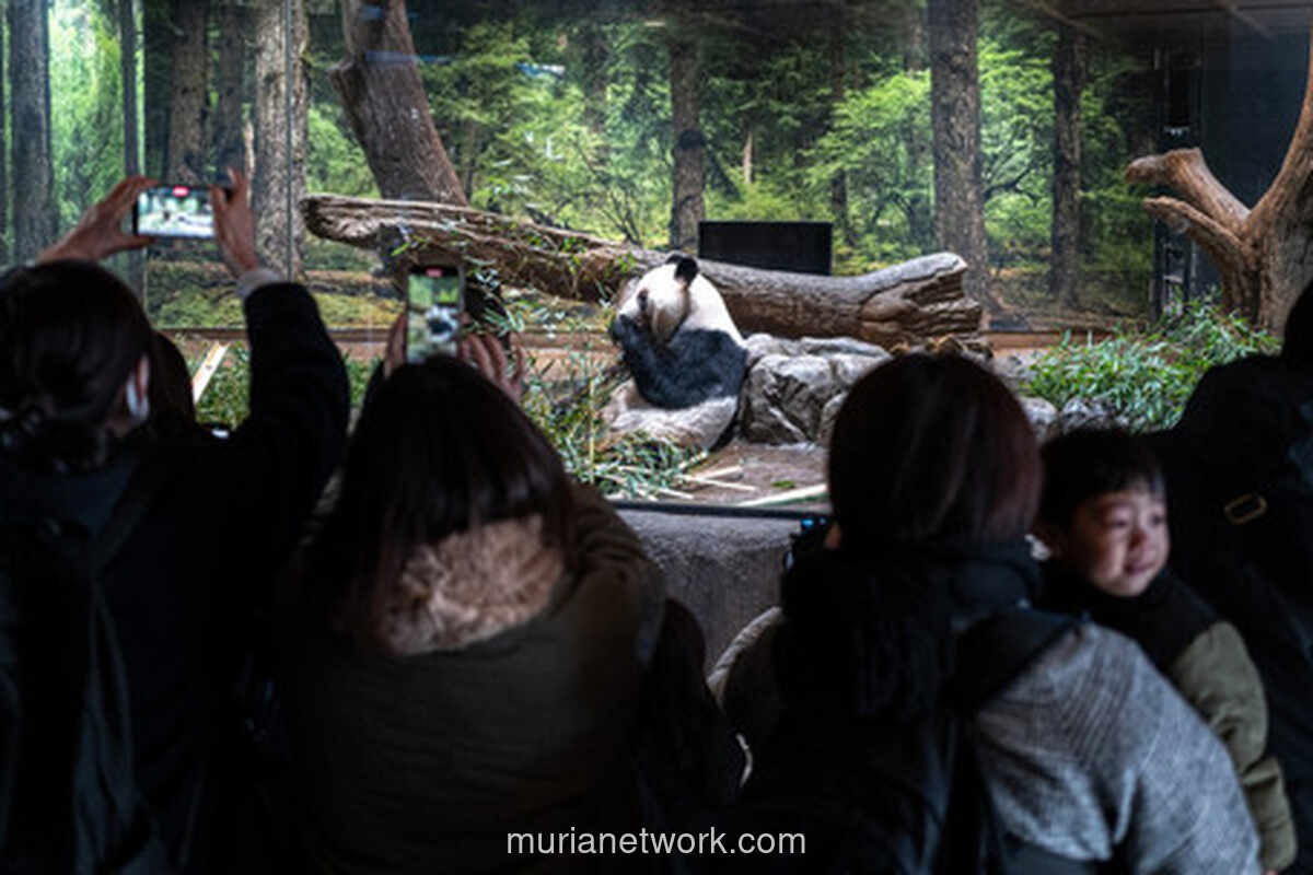 Haru di Ueno Zoo: Panda Pulang, Diplomasi Memudar