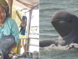 Video Joget dengan Pesut Mahakam yang Hampir Punah Picut Amarah Netizen