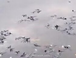 Situ Citongtut Berubah Kelam, Ikan Mati Bergeletakan di Permukaan Air