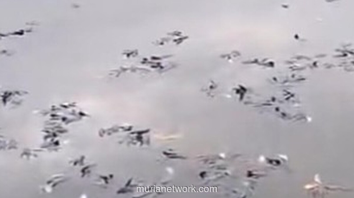 Situ Citongtut Berubah Kelam, Ikan Mati Bergeletakan di Permukaan Air