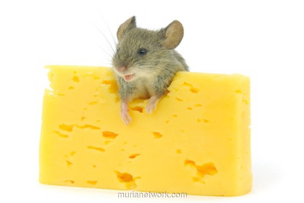 Tikus Astronaut China Lahirkan Sembilan Anak Usai Misi Dua Pekan di Luar Angkasa