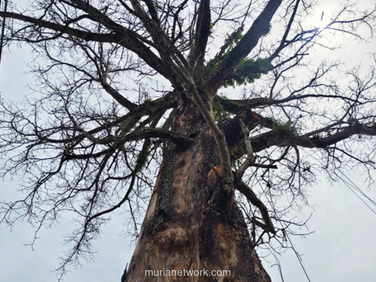 Randu Raksasa Tuksongo: Bertahan atau Tumbang demi Keselamatan?