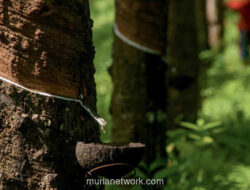 Hilirisasi Karet: Jalan Keluar dari Jerat Ekspor Mentah bagi Petani