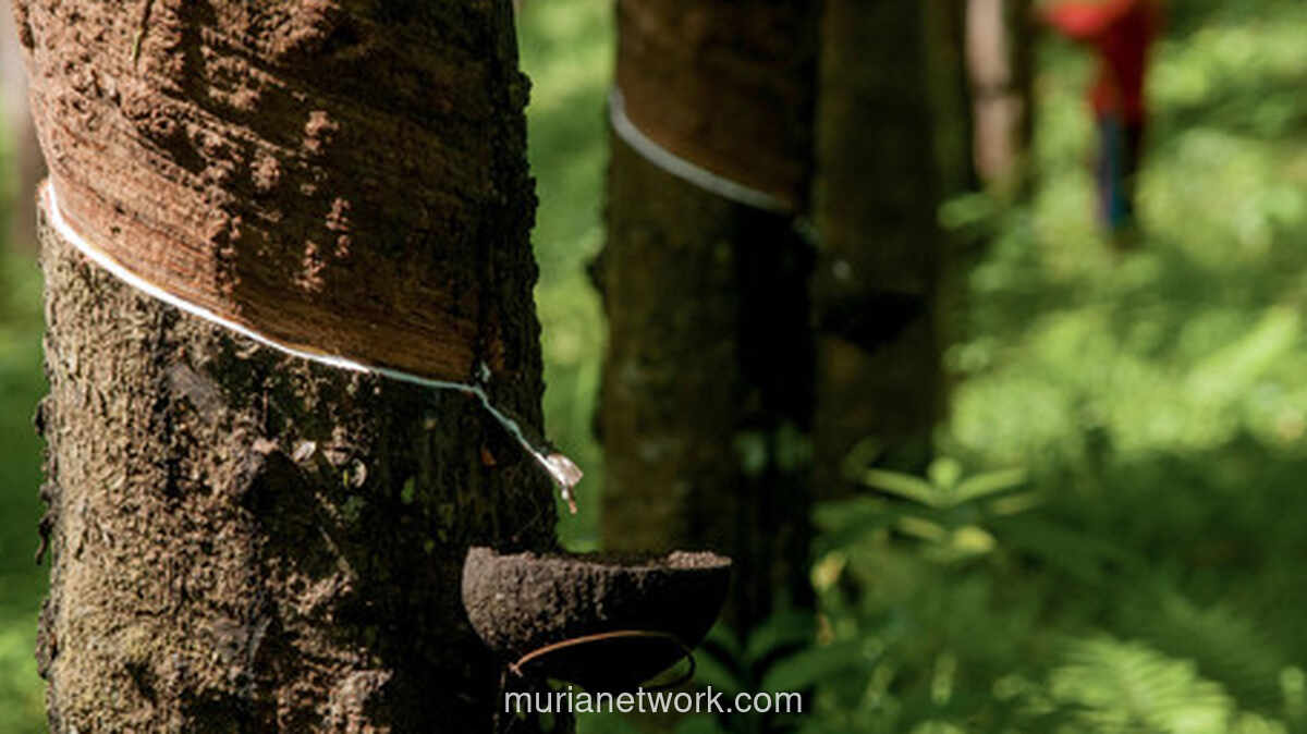 Hilirisasi Karet: Jalan Keluar dari Jerat Ekspor Mentah bagi Petani