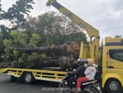 Wali Kota Pekanbaru Keluarkan Larangan Tegas: Tebang Pohon Besar Tanpa Izin Dilarang