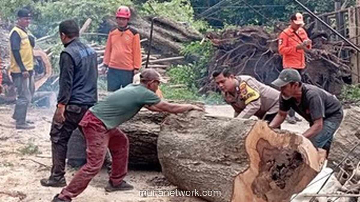 Dua Pohon Tua Tumbang, Rumah dan Ruko di Serang Luluh Lantak