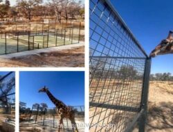 Jerapah Jadi Penonton: Lapangan Padel Pertama di Savana Namibia