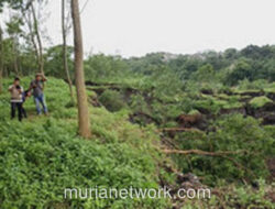 Tebing Eks TPA Bogor Ambles, Hujan Deras Picu Longsor 200 Meter di Pinggir Ciliwung