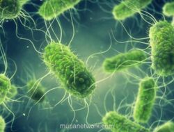 BPOM Tarik Susu Formula Nestlé Meski Uji Sampel Dinyatakan Negatif