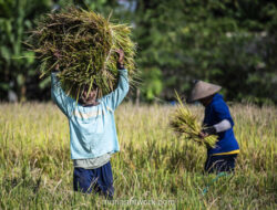 Amran Sulaiman: Bulog Siap Serap Gabah 4 Juta Ton dengan Harga Satu Kualitas
