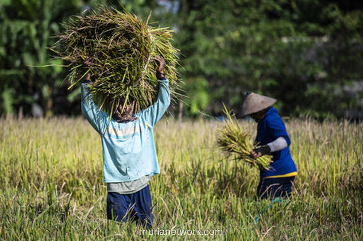 Amran Sulaiman: Bulog Siap Serap Gabah 4 Juta Ton dengan Harga Satu Kualitas