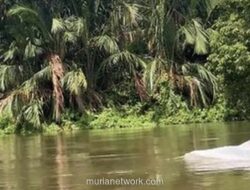 Lumba-Lumba Putih Misterius Menggemparkan Warga Asahan