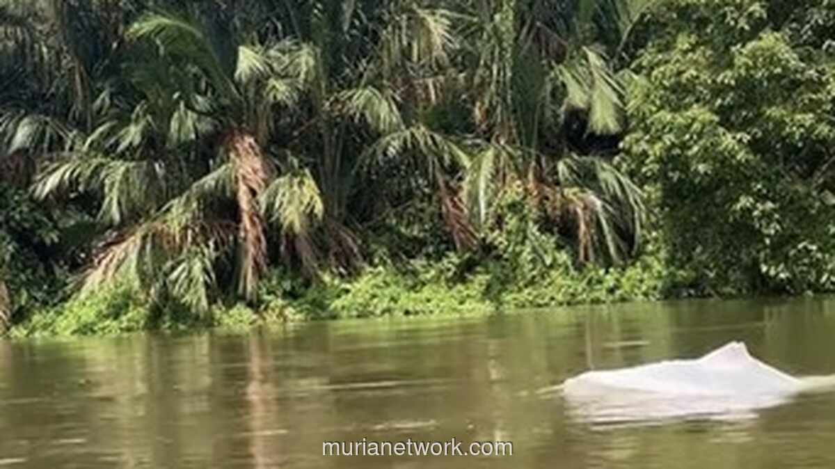 Lumba-Lumba Putih Misterius Menggemparkan Warga Asahan