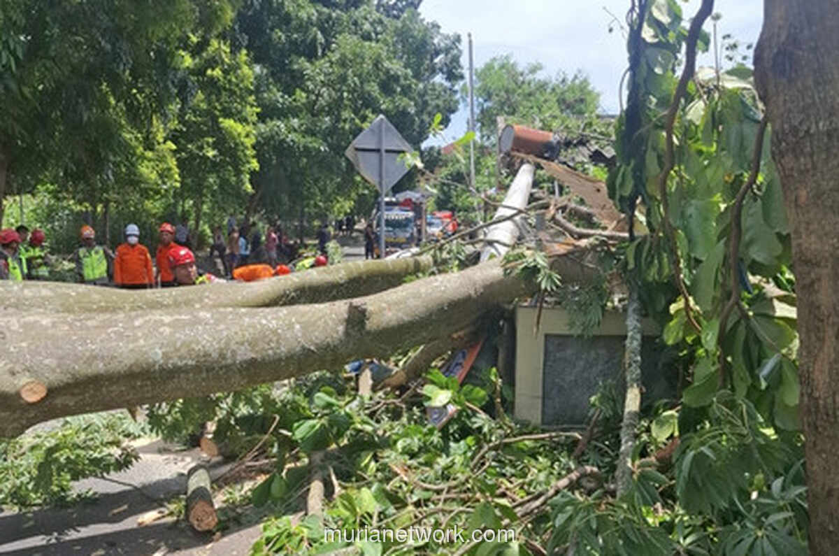 Angin Kencang di Yogyakarta Tewaskan Dua Warga, Puluhan Titik Rusak