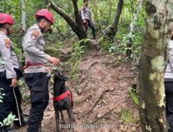 Tim K-9 Diterjunkan untuk Percepat Pencarian Korban Hilang di Gunung Bulusaraung