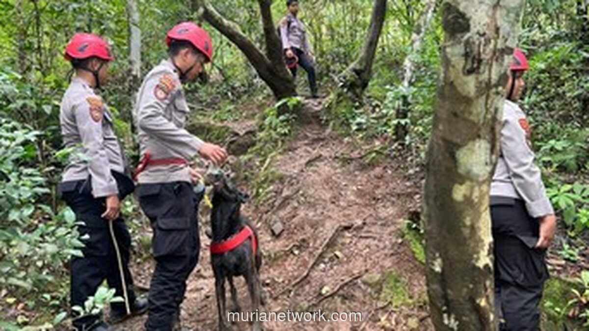 Tim K-9 Diterjunkan untuk Percepat Pencarian Korban Hilang di Gunung Bulusaraung