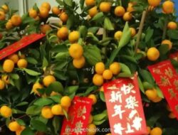 Suguhan Manis Imlek 2026: Dari Kue Keranjang hingga Kumquat, Simbol Harapan di Atas Meja