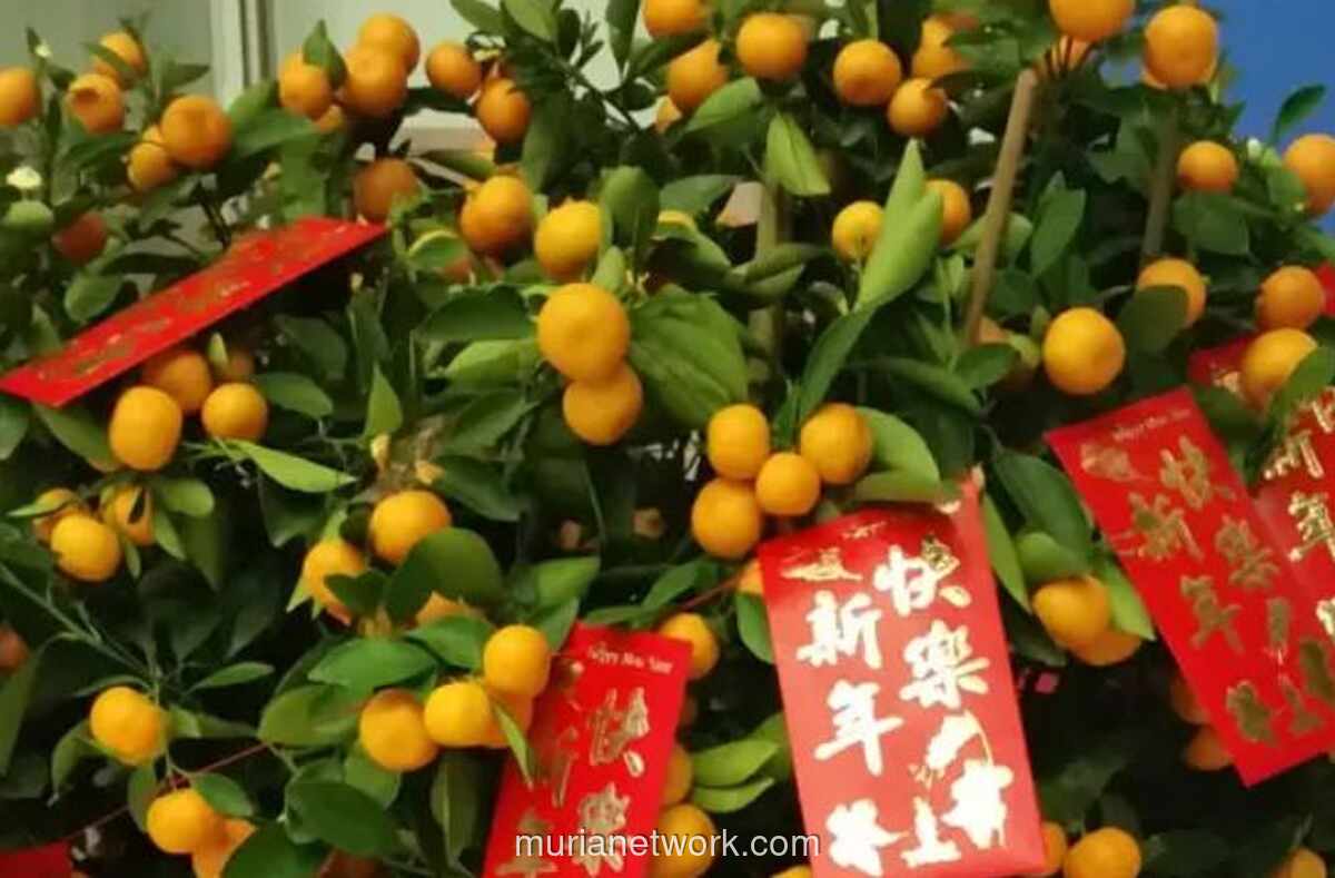 Suguhan Manis Imlek 2026: Dari Kue Keranjang hingga Kumquat, Simbol Harapan di Atas Meja