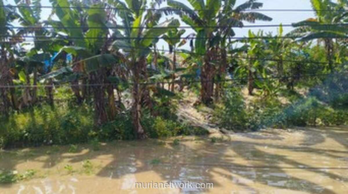 Banjir Rendam 34 Desa di Grobogan, Lebih dari 5.200 KK Terdampak