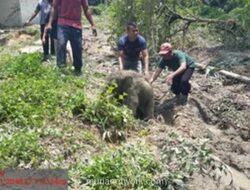 Kawanan Gajah Sumatera Mengamuk di Perumahan Karyawan Siak, Satu Anak Gajah Terperosok Septic Tank