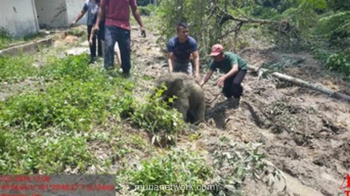 Kawanan Gajah Sumatera Mengamuk di Perumahan Karyawan Siak, Satu Anak Gajah Terperosok Septic Tank