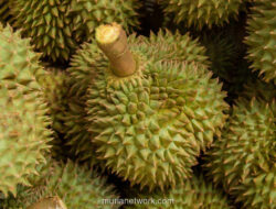 Durian Jadi Senjata Diplomasi: Bagaimana Buah Berduri Kuasai Pasar Tiongkok dan Pererat Hubungan ASEAN