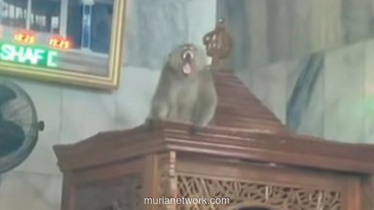 Monyet Naik Mimbar, Warga Cakung Heboh Dapat Khatib Tak Diundang