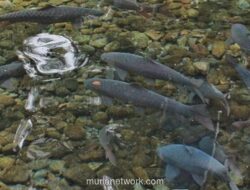 Balong Cigugur Berduka: Ratusan Ikan Keramat Mati Mendadak