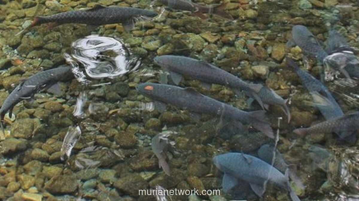 Balong Cigugur Berduka: Ratusan Ikan Keramat Mati Mendadak