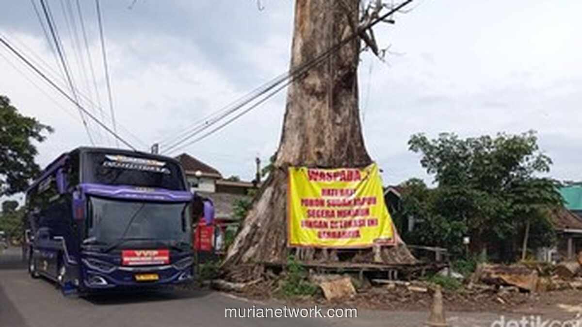 Randu Alas Raksasa Tuksongo Akhirnya Tumbang, Sebagian Batang Dijadikan Monumen