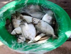 Ikan Dingkis Bertelur, Rezeki yang Diburu Jelang Imlek dengan Harga Selangit