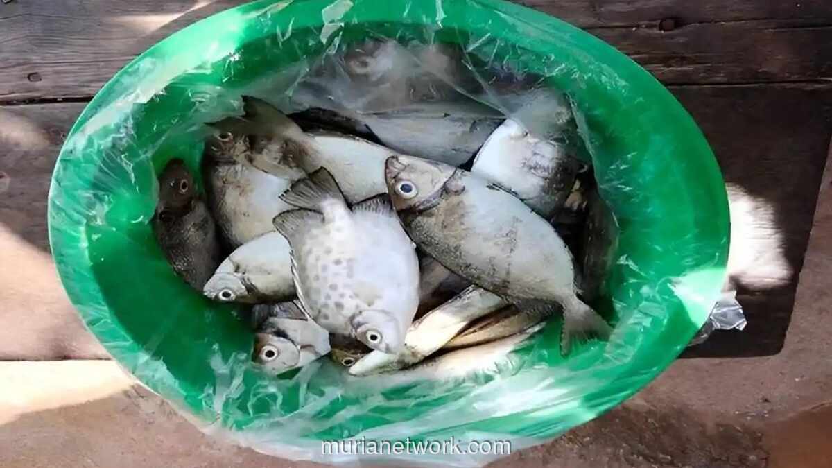 Ikan Dingkis Bertelur, Rezeki yang Diburu Jelang Imlek dengan Harga Selangit