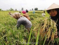 Pemerintah Buka 1.500 Kursi Vokasi Pertanian, 70% Prioritas Anak Petani